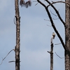 Merritt Islandの鳥と動物