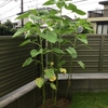 鉢植えのヒマワリが2m越え！蕾も開き始めました！