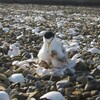Little Tern Project 2018