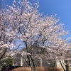 桜(ソメイヨシノ)…②【スマホ撮り】