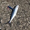  和歌山北港海つり公園