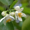 みかんの花が咲く頃になると