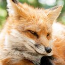 コンコンの鳴き声