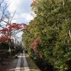 秋に「哲学の道」を散歩してみた。【京都の紅葉巡り】