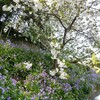 最福寺のしだれ八重桜