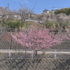 横浜・港南区で河津桜鑑賞『平戸永谷川』。