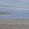 広い砂浜の一羽のチドリ