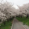 大島堤の桜