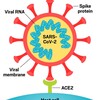 COVID-19ワクチンとSARS-CoV2変異株の最新の傾向と知見(論文&報告書まとめ)