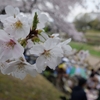 お花見