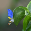 露草