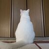 何かを見ている