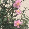 山茶花