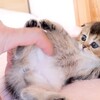 可愛いネコちゃんシリーズー5・・・