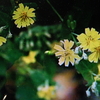 11月12日誕生日の花と花言葉歌句