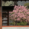 東寺「河津桜」