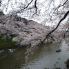 桜（4月2日）