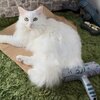 かわいい雨と雪の画像集！ふわふわにゃんこがお届け！　ふわふわにゃんこの雨と雪　第48弾
