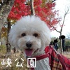 ～摂津峡公園（下調べ篇）～