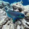 沖縄名物「イラブチャー」ってどんな魚？別名や海での出会い方、食べ方について解説【宮古島・中の島ビーチ】