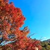 まだまだ緑、ときどき紅。思い出の公園で