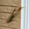 珍客！！オオカマキリが現れた！