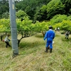 ひがしかどやのうめがり　事前整備作業にツナガリビト１９名が参加