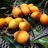 ビワを収穫．美味．/　「庭のビワの木」には，一部で根強い迷信があってウェブ上を賑わしています．「一方的に災いをもたらすとする迷信」は排除したいもの．「元気づける言い伝え」，できればより権威あるもので「上書き」してみるのも有効かもしれません．わが家の植木屋さんのように．