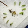 アゲハチョサナギ