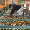 わせ品種のポンカンの出荷 宇城市