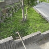 ハマー君（ハンマーナイフ）で刈れなかった場所の草刈り