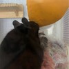 くろごまあん二世 110日目