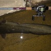 ナマズ釣り 久しぶりのポイントへ