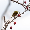 庭園での小さな野鳥たち