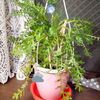 植えた花（ガチャの景品）が咲いた