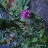 アメリカオニアザミ Cirsium vulgare