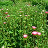 *お盆の花「アスター」