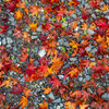 2025年の紅葉めぐり