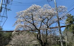 記事を見る