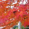 石神井公園の紅葉