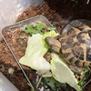 ヒガシヘルマンリクガメ～今日はレタス