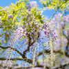 兵庫県の藤の花の名所