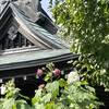 寶林寺の酔芙蓉