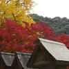信貴山 朝護孫子寺　2011年　モミジとイチョウ　2　　　（13景）