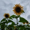 ひまわり🌻と雨