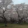 花は桜木、浪花節