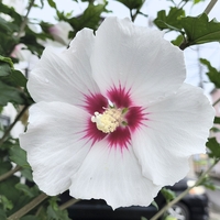 come into bloom