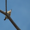 ヒジリショウビン Sacred Kingfisher
