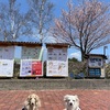 桜咲く八ヶ岳自然文化園