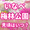 2023年【三重】いなべ市梅林公園 見頃はいつ？